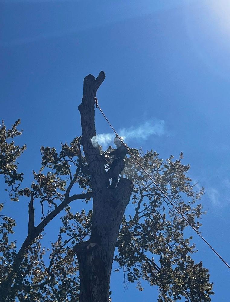 TimberTech crew member trimming a tree