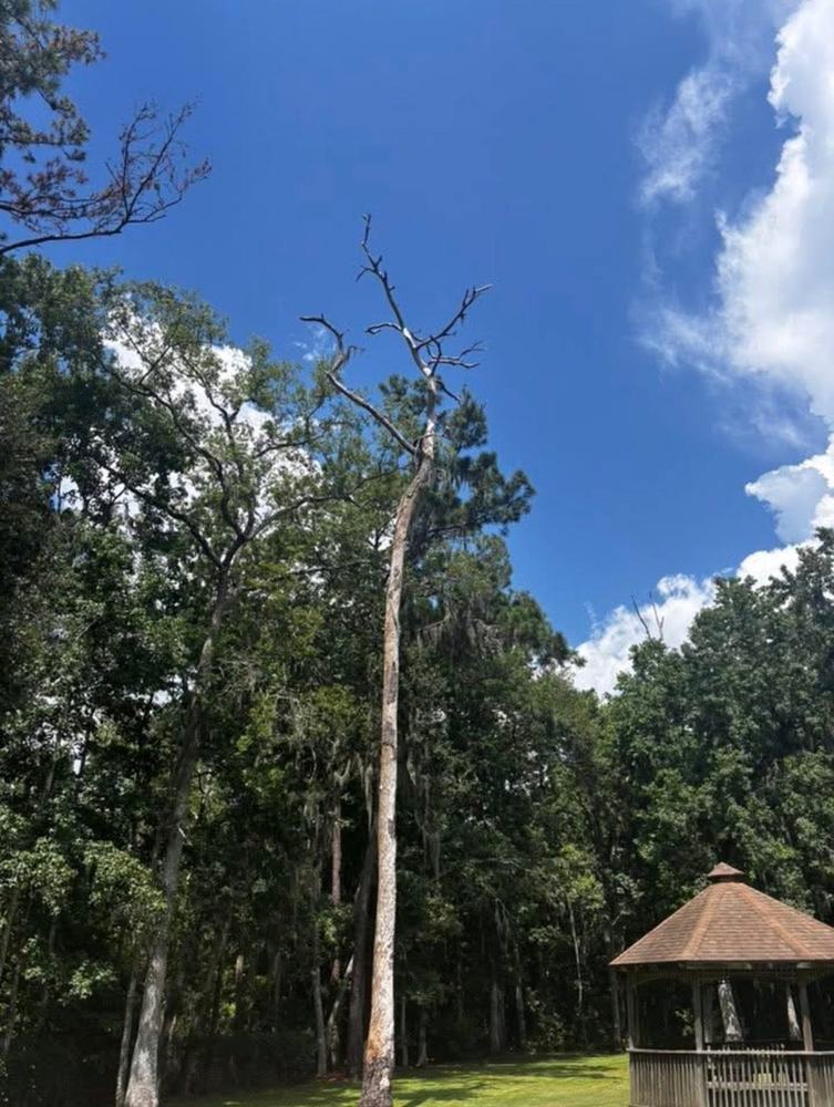 Before: Emergency Tree Services