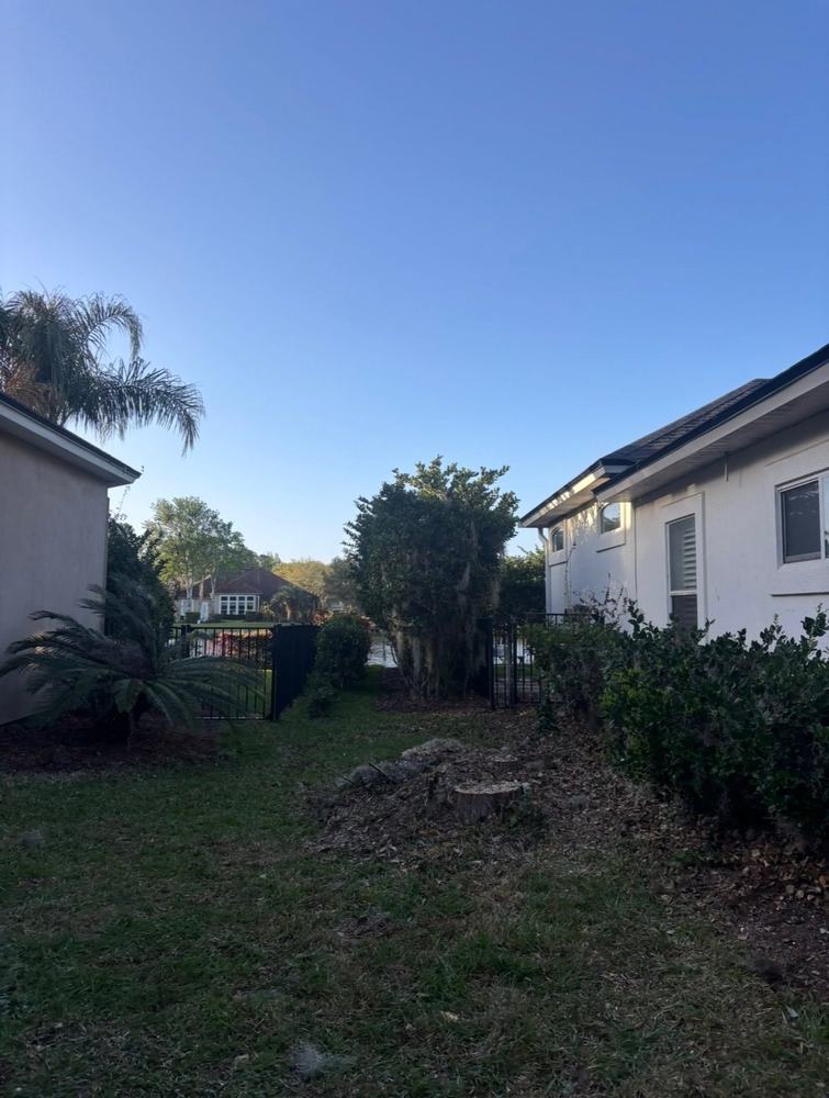 After: Tree Removal