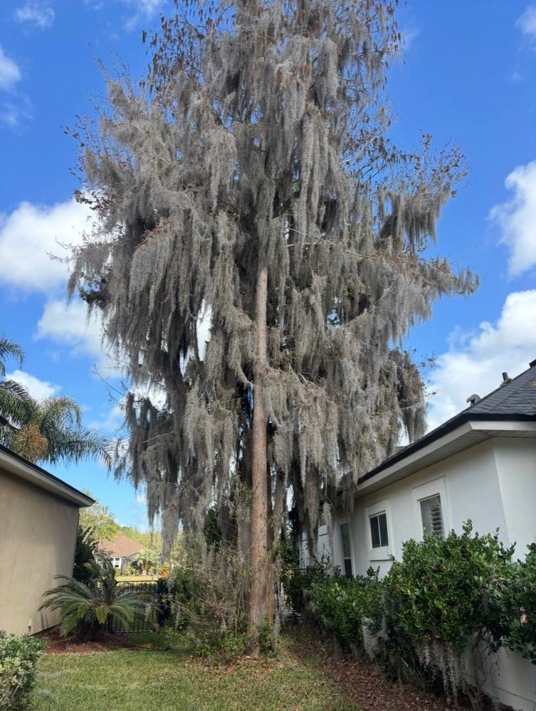 Before: Tree Removal